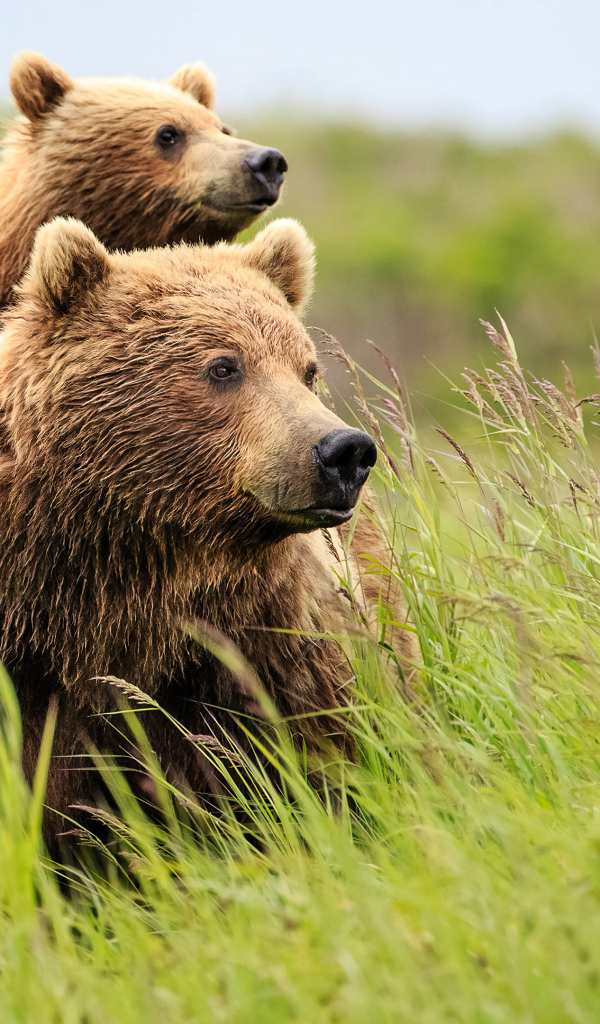 Медведица с медвежонком в зеленой траве