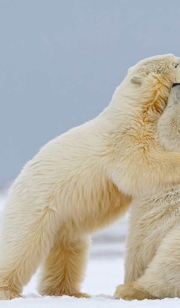 Полярные медведи на снегу