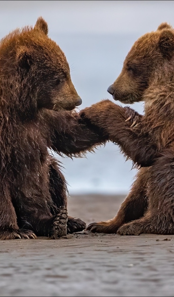 Два маленьких бурых медвежонка на мокром песке