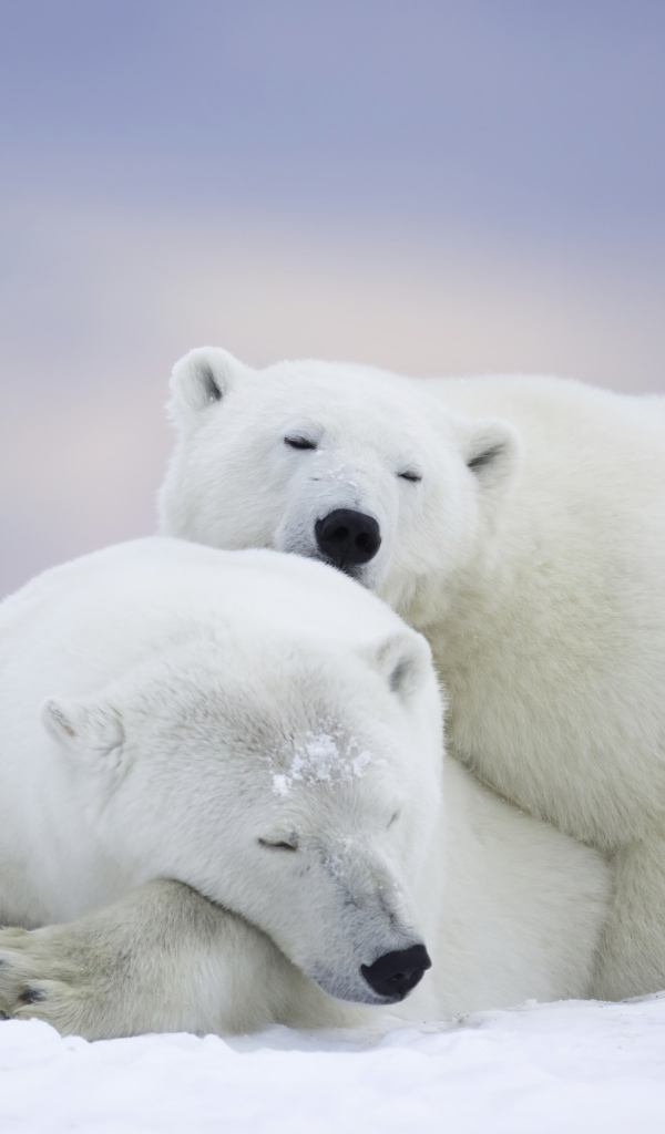 Два белых медведя спят на снегу