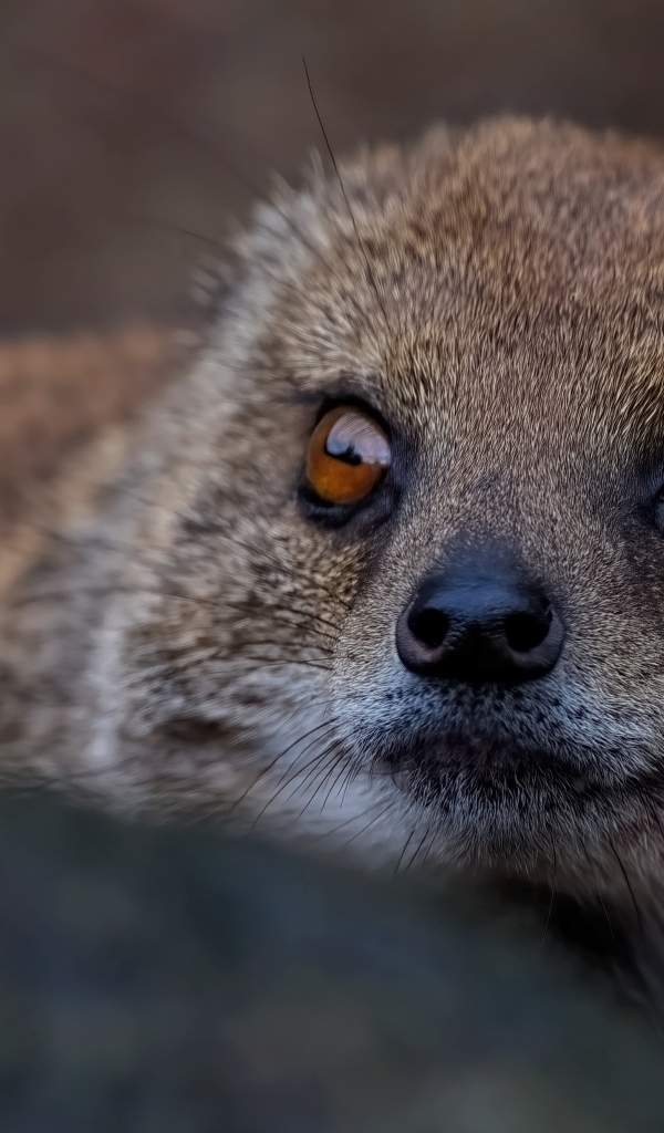 Большие карие глаза мангуста