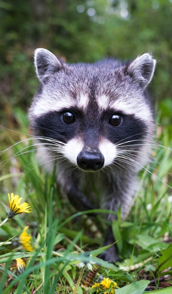 Любопытный енот в траве