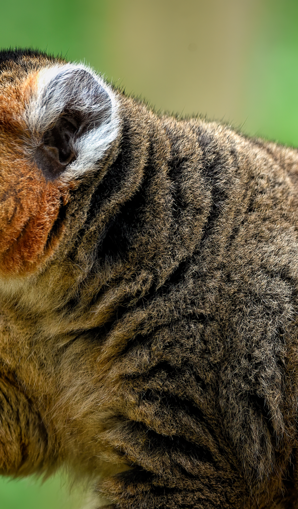 Лемур с коричневыми глазами ест грушу