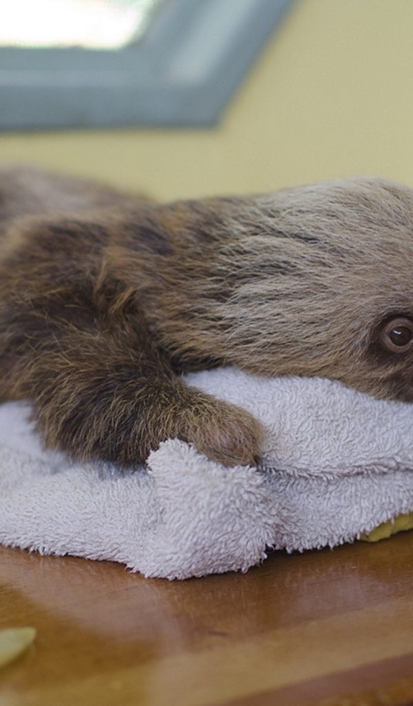 Маленький ленивец лежит на столе