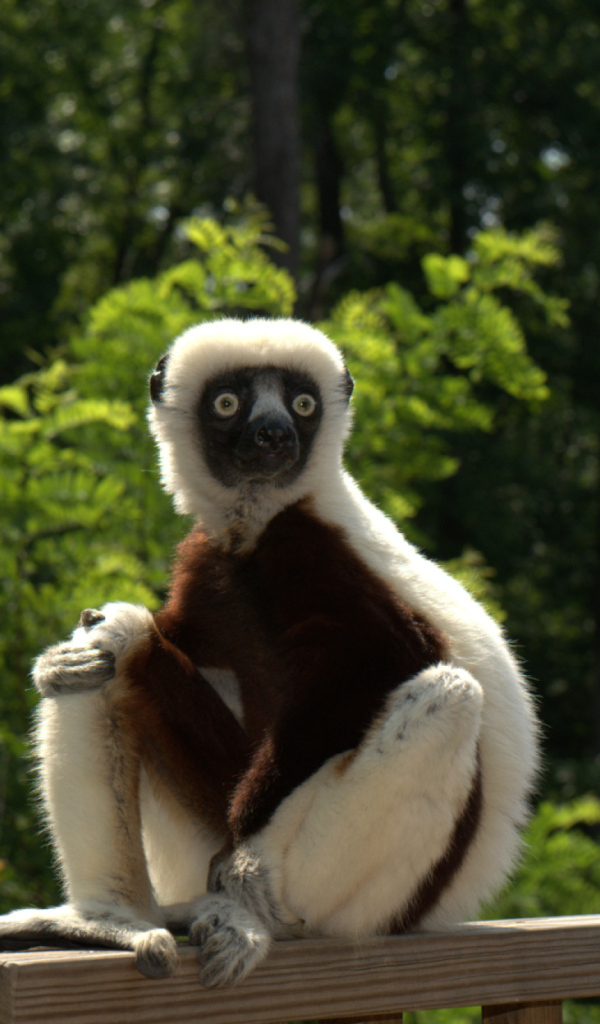 Лемур сифака в зоопарке 