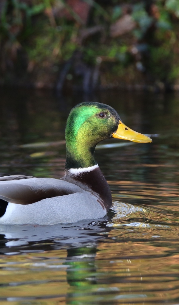 Красивый селезень плавает в воде