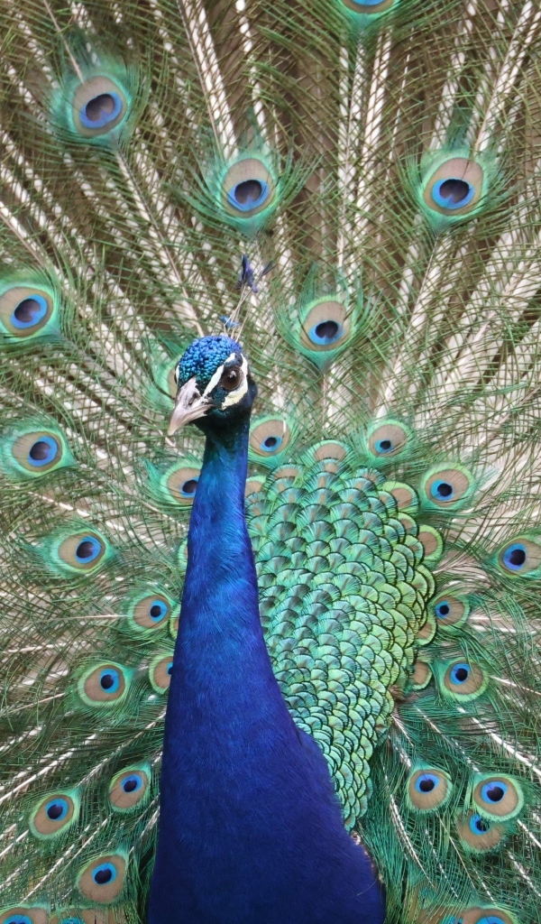 Красивый павлин раскрыл пышный хвост