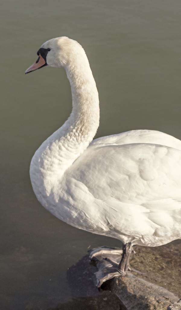 Красивый белый лебедь стоит на камне у воды