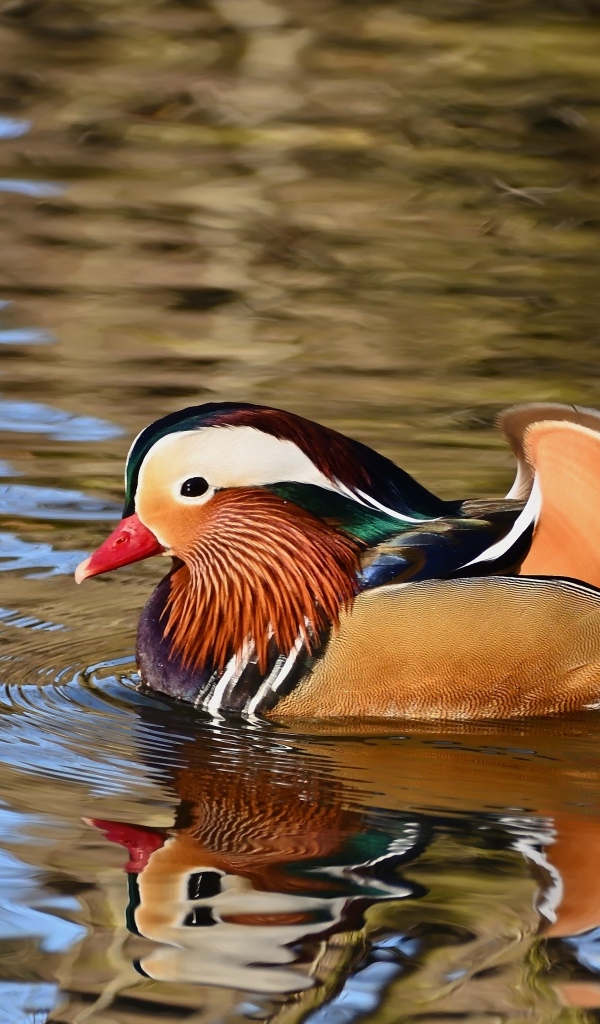 Разноцветная утка мандаринка плавает в воде