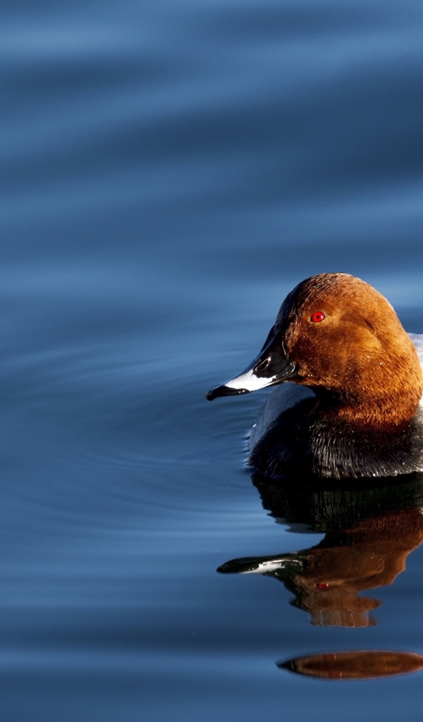 Утка отражается в темной воде озера