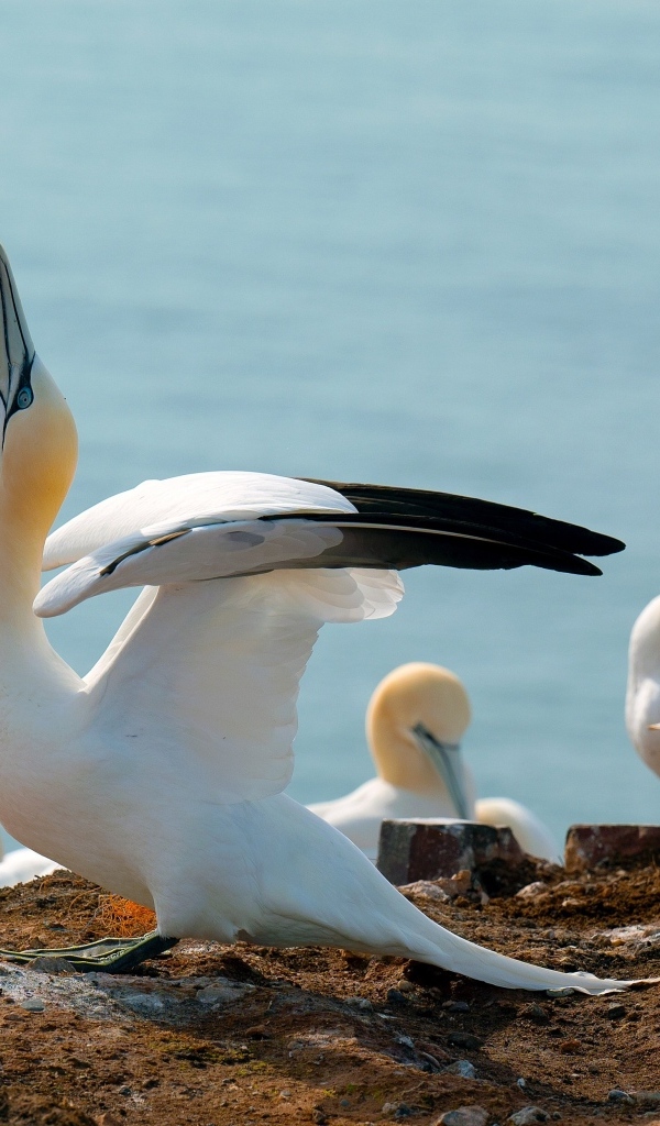 Стая чаек на скале у моря