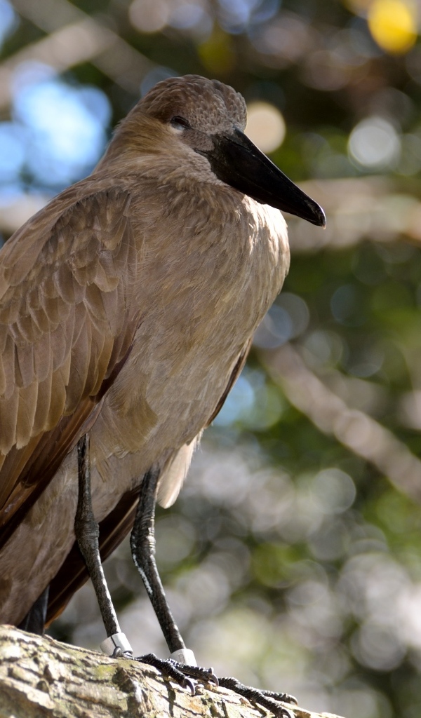 Большая птица Хамерком сидит на ветке дерева