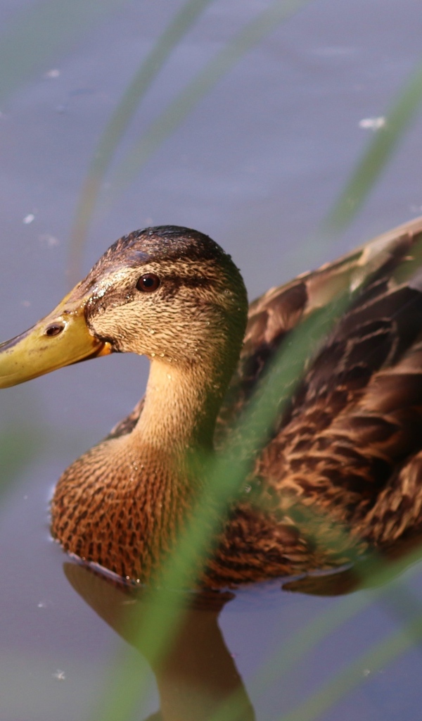 Большая серая утка плавает в воде