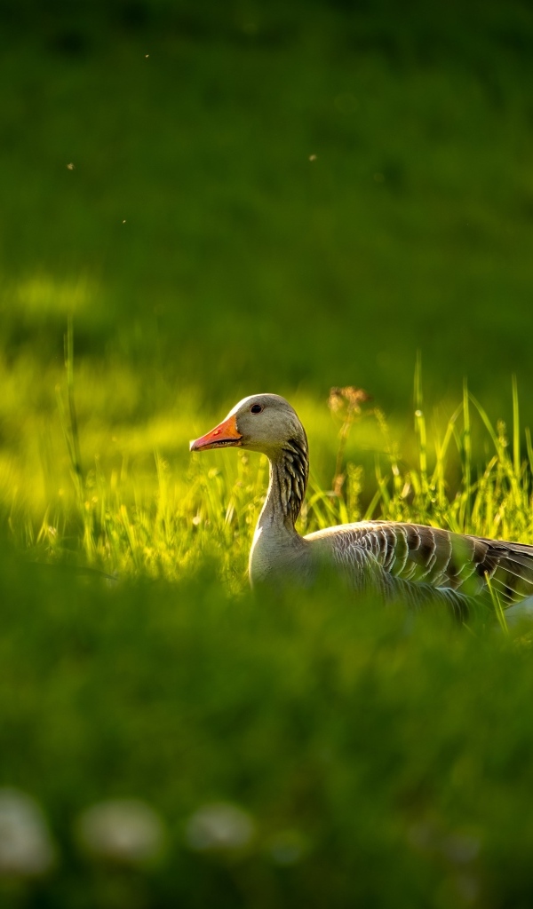 Большой серый гусь гуляет по зеленой траве