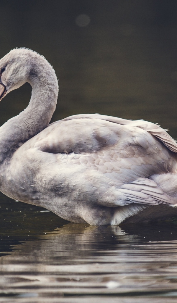 Большой серый гусь стоит в воде