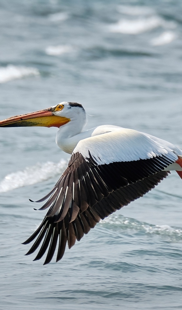 Большой пеликан летит над водой