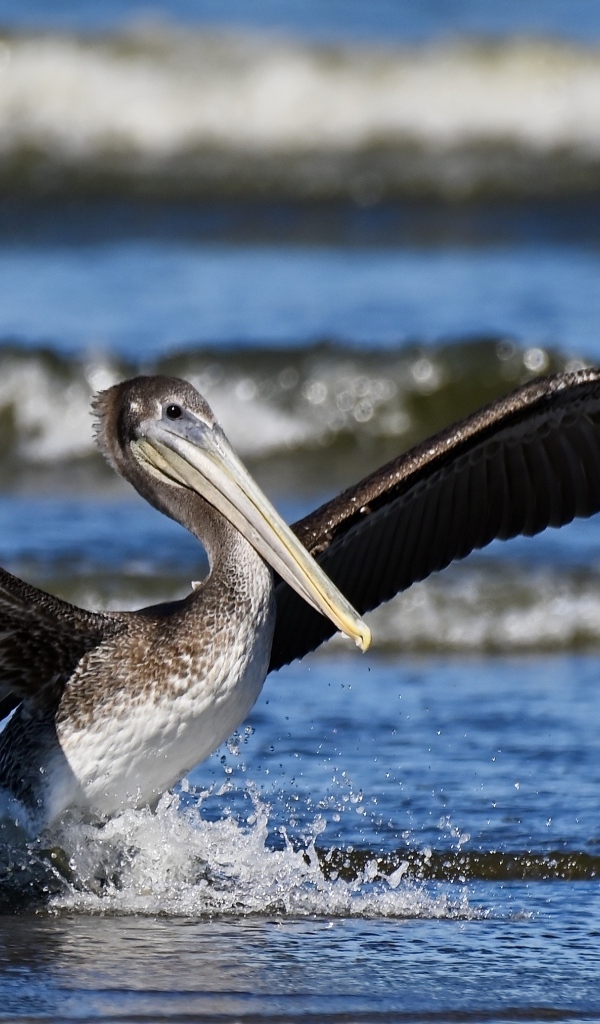 Большой пеликан расправил крылья в воде