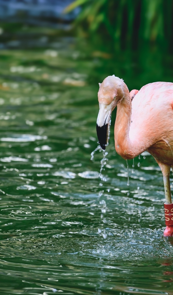 Большой розовый фламинго стоит в воде