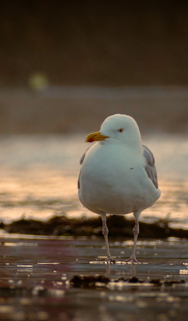 Большая чайка стоит в воде
