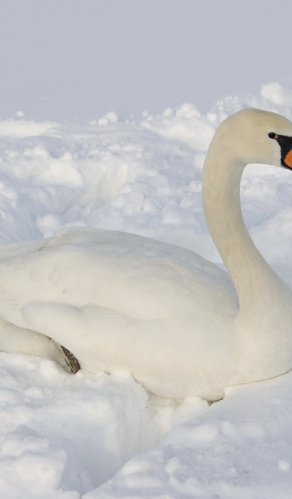 Большой белый лебедь лежит на снегу