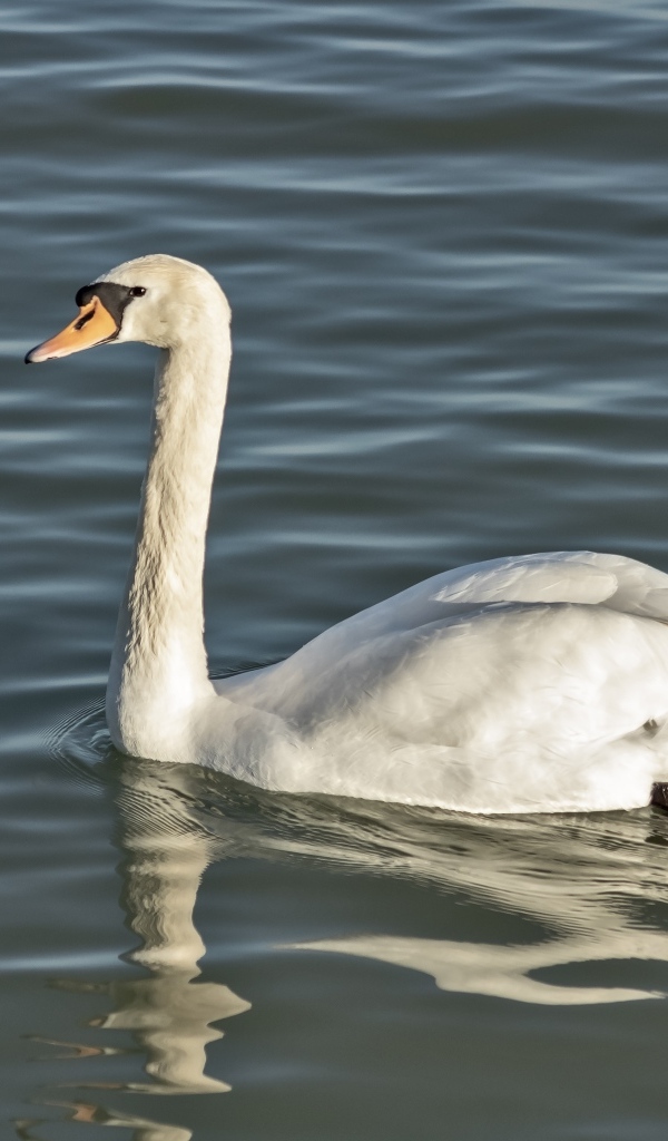Большой белый лебедь плавает в воде