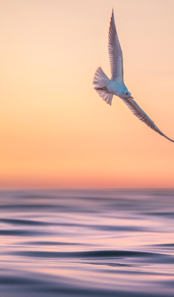 Чайка летает над спокойным морем