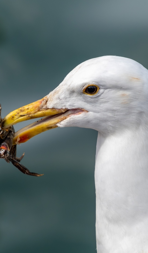 Чайка держит маленького краба в клюве