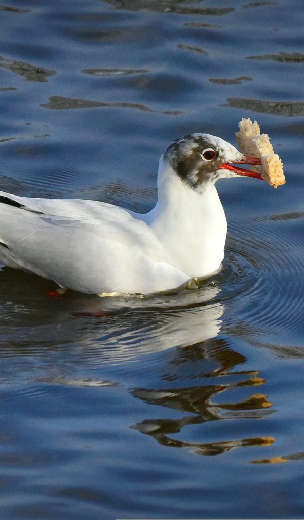 Чайка  с куском хлеба плавает в воде