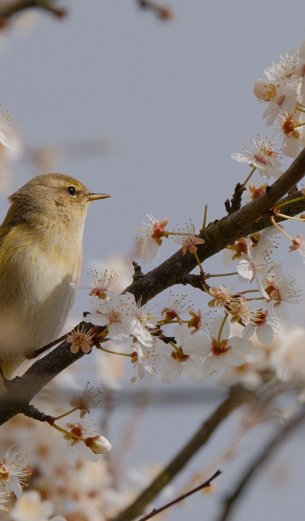 Маленькая птица сидит на цветущей ветке вишни 