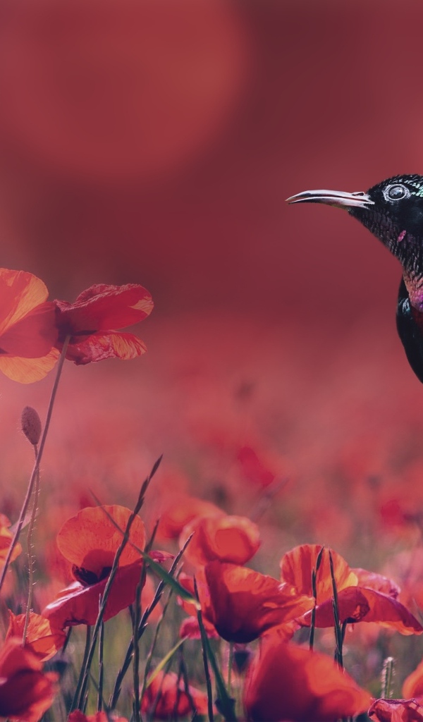 Маленькая черная птица сидит на траве у поля с красными маками