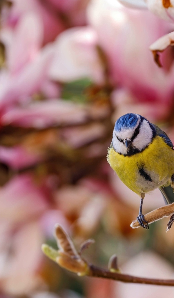 Маленькая птица лазоревка сидит на ветке дерева