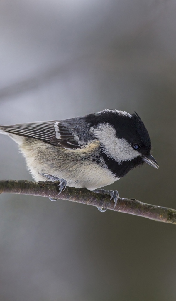 Маленькая пестрая синичка сидит на ветке дерева 