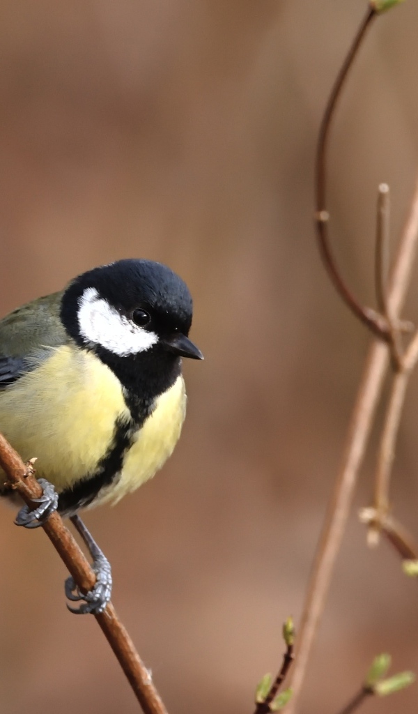 Маленькая синица сидит на тонкой ветке