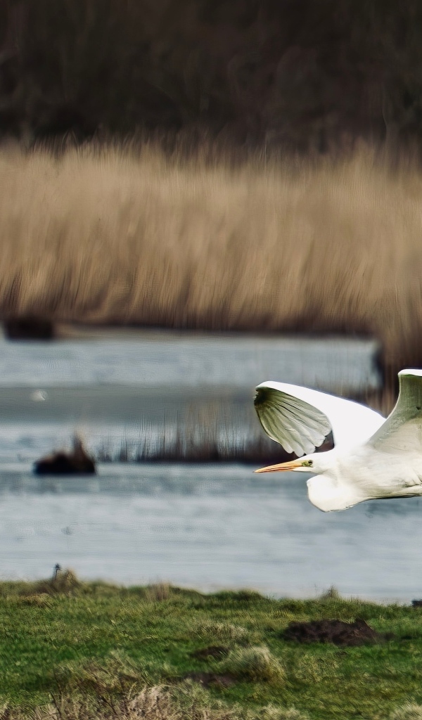 Белая цапля летит над водой