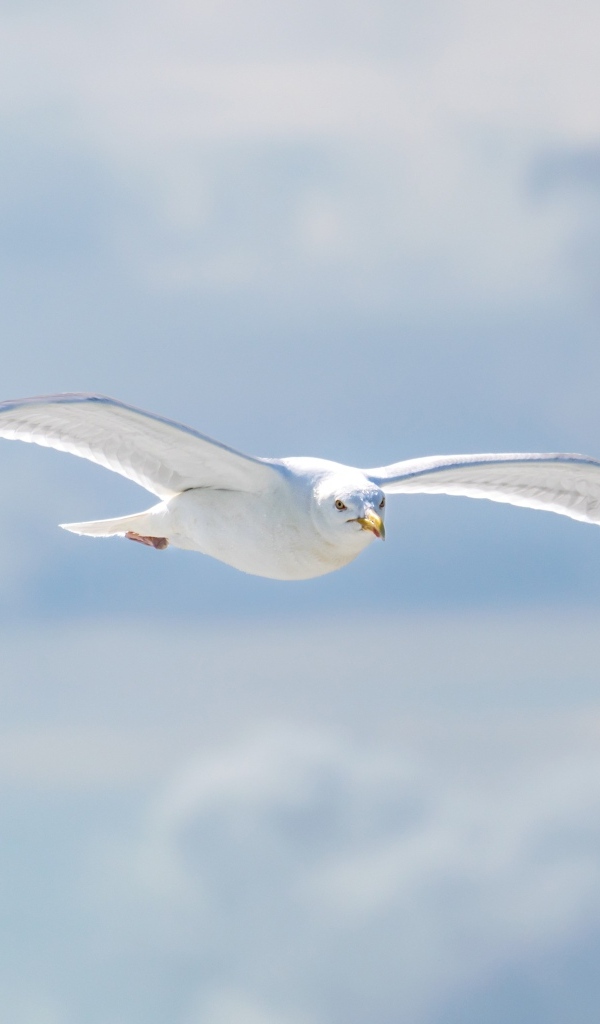 Белая чайка летит в облаках
