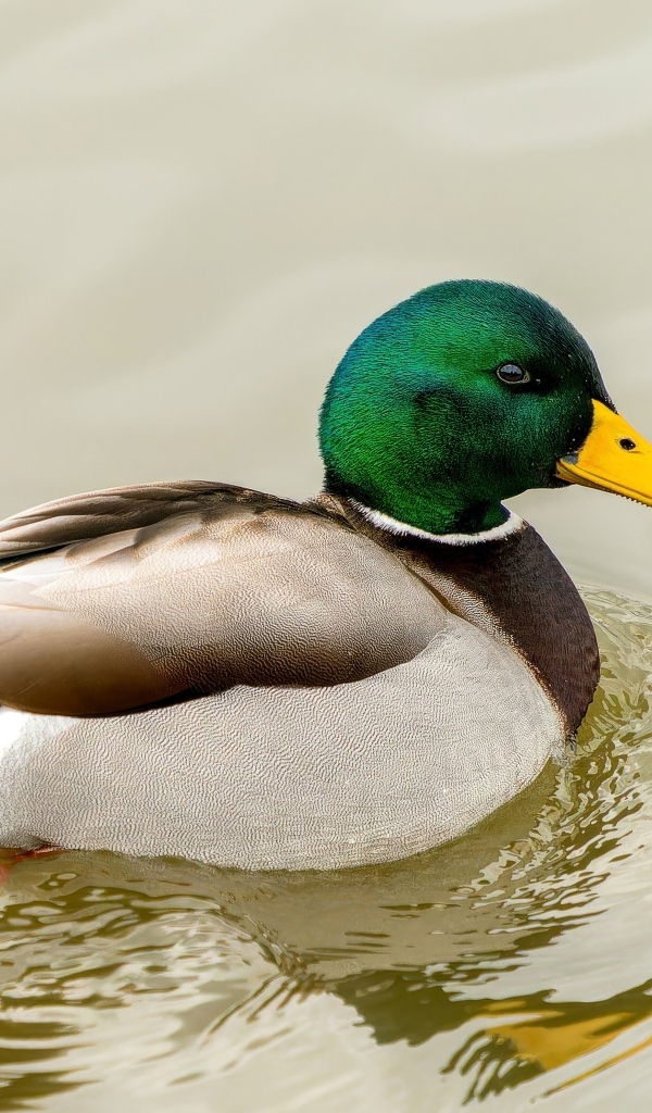 Дикий селезень с зеленой головой плавает в воде