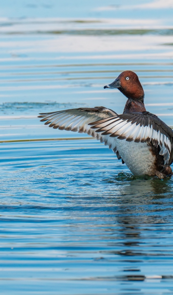 Дикая утка готовится к взлеты на озере