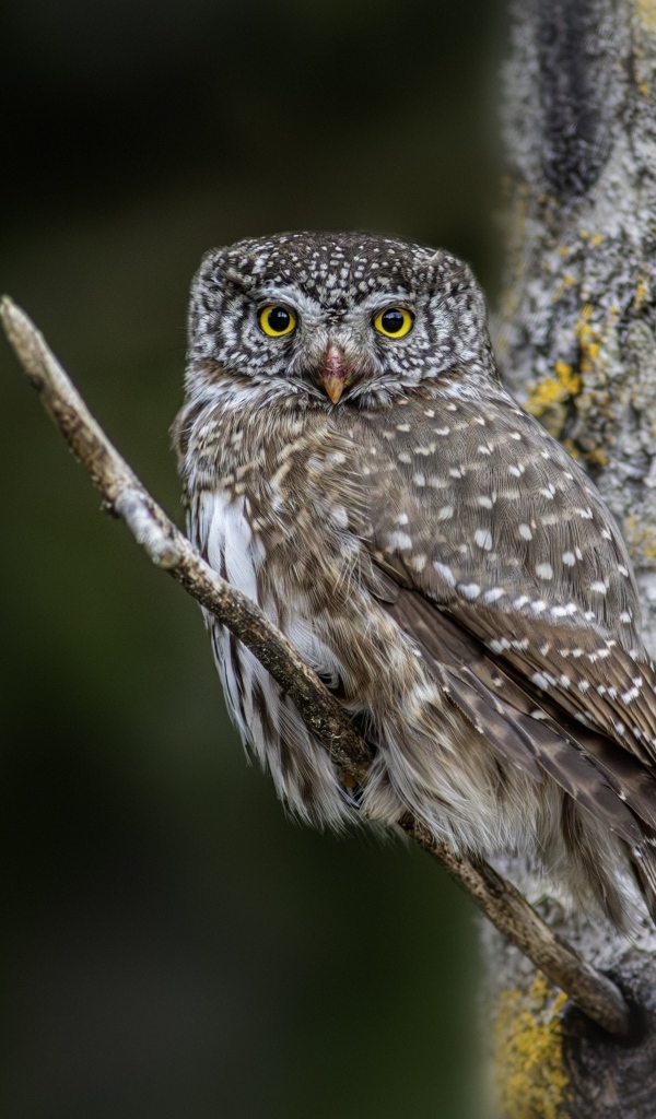 Птица сова сидит на ветке у дерева