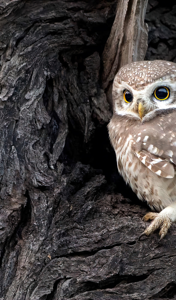 Сова сидит в дупле у дерева