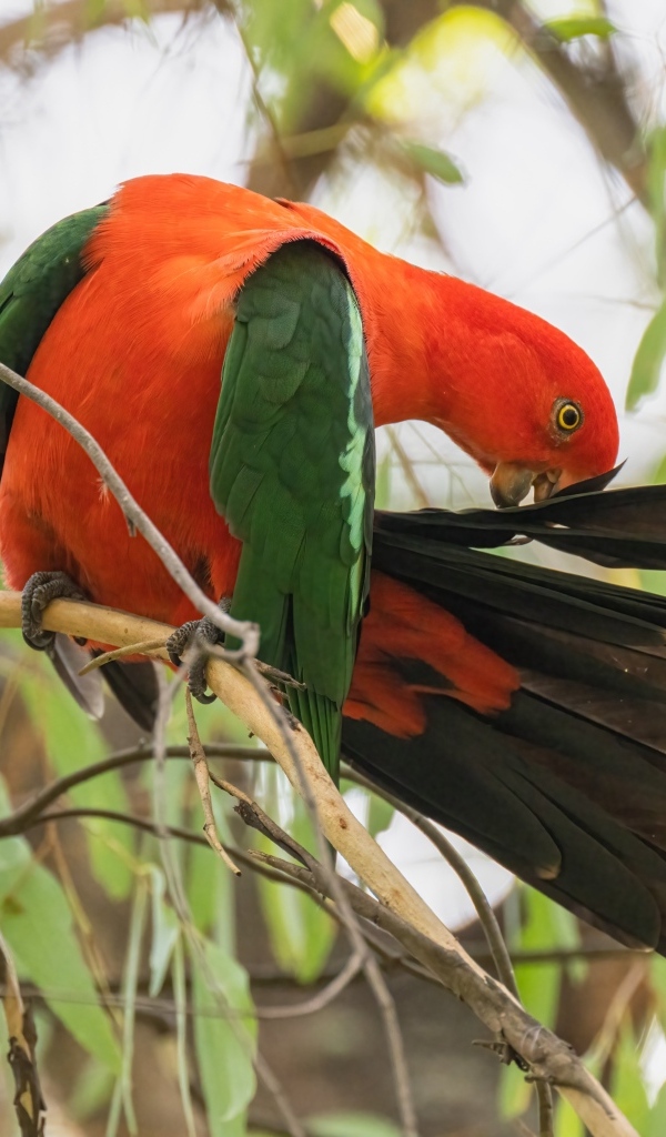 Красивый австралийский королевский попугай на ветке