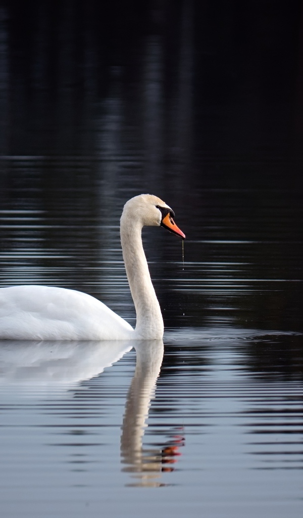 Красивый белый лебедь отражается в воде