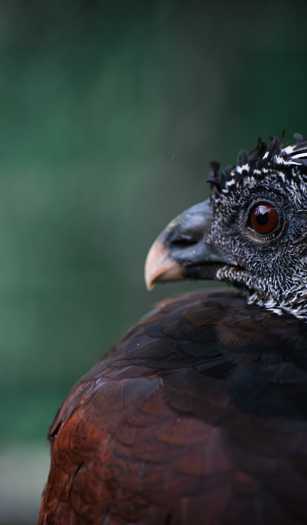 Большая черная птица великий курасов