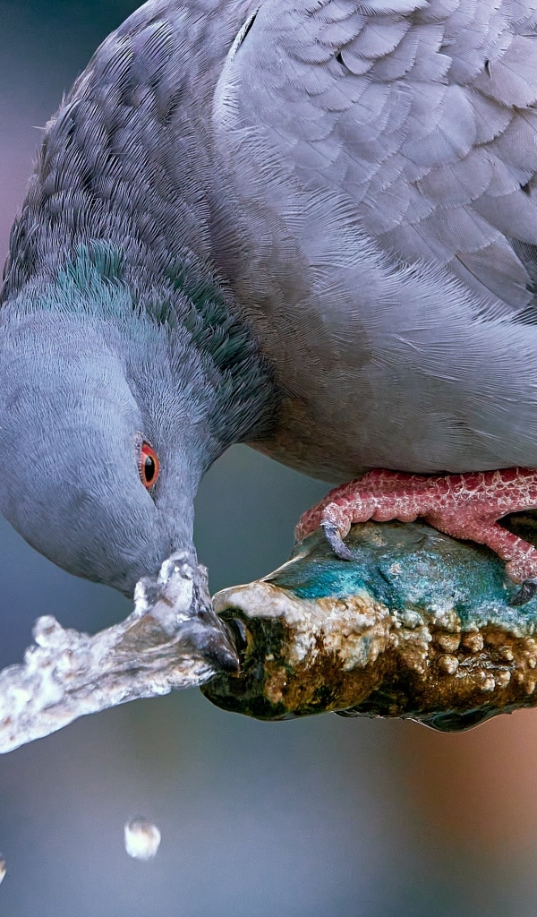 Большой серый голубь пьет воду
