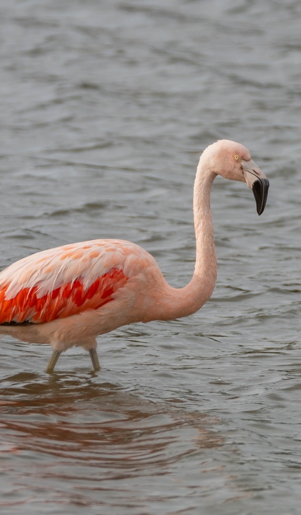 Большой розовый фламинго в воде