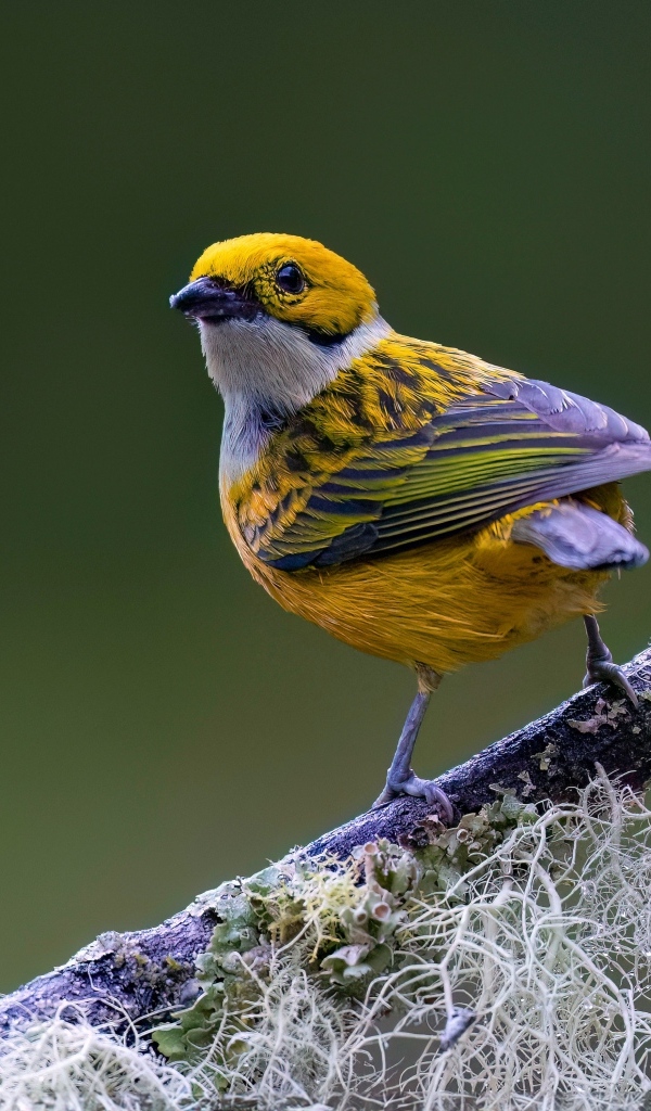 Птица вьюнок сидит на ветке