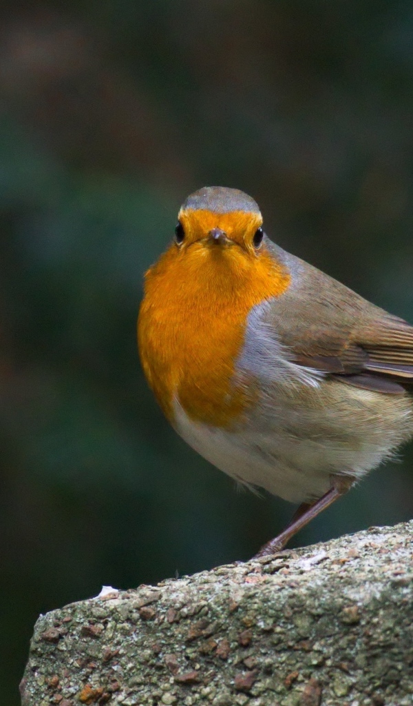 Птица вьюнок сидит на бетонной плите