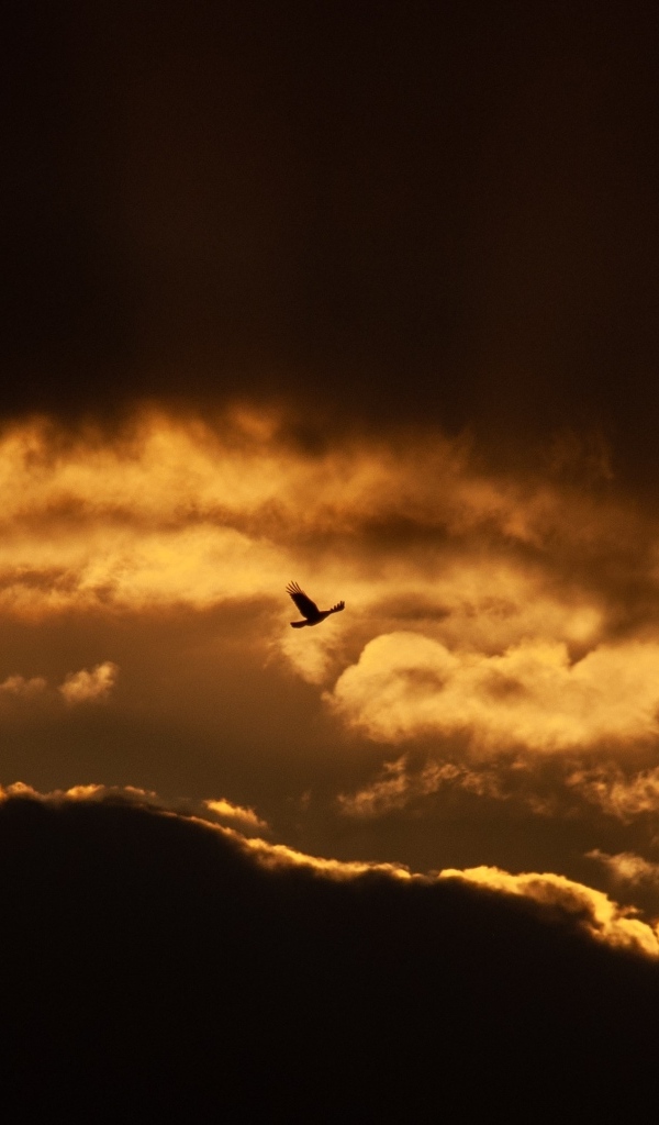 Птица летит в небе на фоне заката