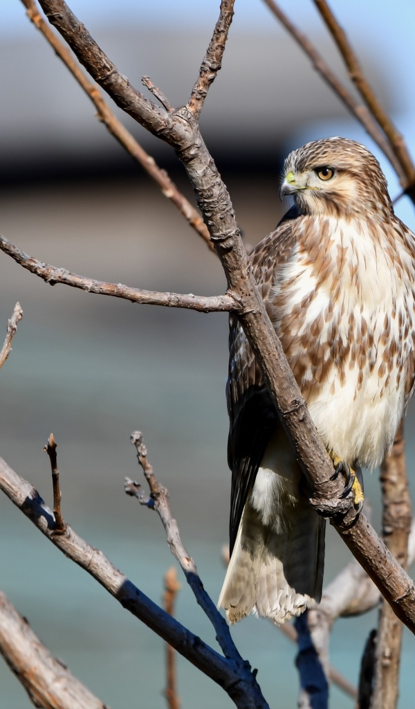 Хищная птица канюк сидит в ветках дерева