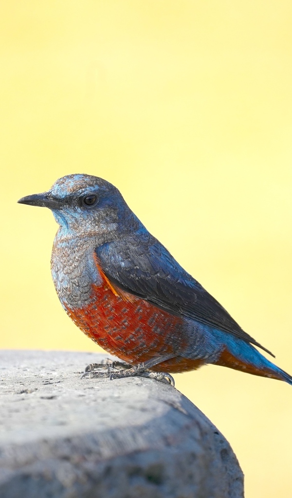 Птица сидит на камне на желтом фоне