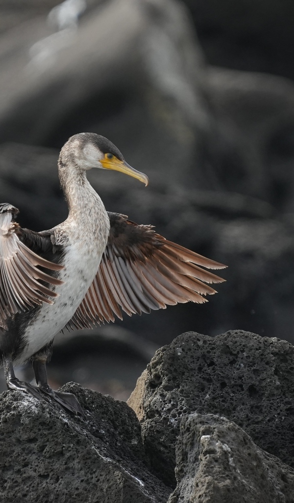 Черный баклан охотится на камне